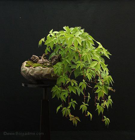 Virginia Creeper bonsai
